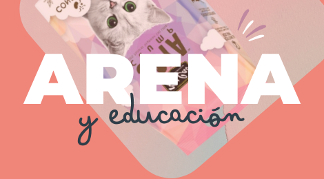 arena y educación para kitten